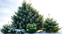 environmental impact of holiday trees
