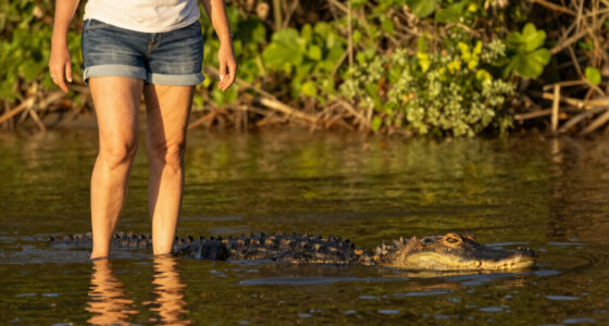 Woman Wading in Central Florida River Is Fatally Bitten by Alligator