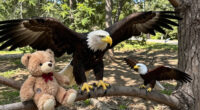 Big Bear Bald Eagles Jackie