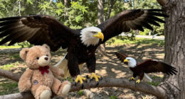 Big Bear Bald Eagles Jackie