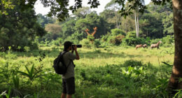 Odzala-Kokoua National Park Surges In Global Coverage