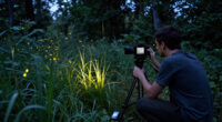 Inside “Luciole”: Creating A Film About Vallon Creux’s Fireflies